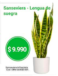 Sanseviera lengua de suegra